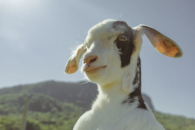 Close-up of goat