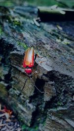 Close-up of crab on tree