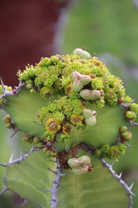 Close-up of flowering plant