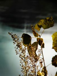 Close-up of yellow flowers