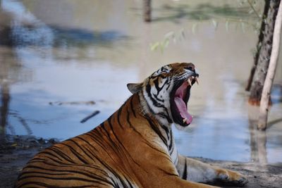 Tiger yawning while relaxing on lakeshore
