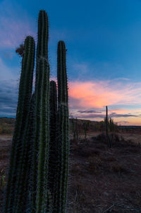 Cactuses growing on field against cloudy sky during sunset