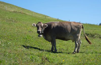 Cows grazing on field