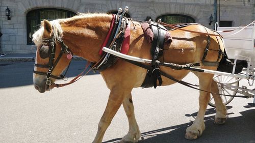 Horse cart in a city