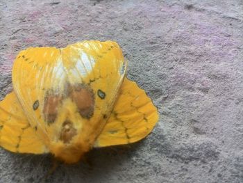 Close-up of yellow flower
