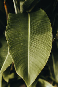 Green leaf of tropical palm. close up details