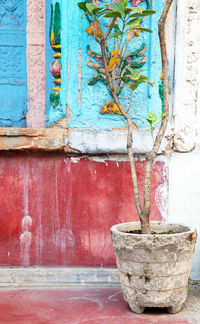 Potted plant by wall