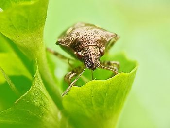 Close-up of insect on leaf