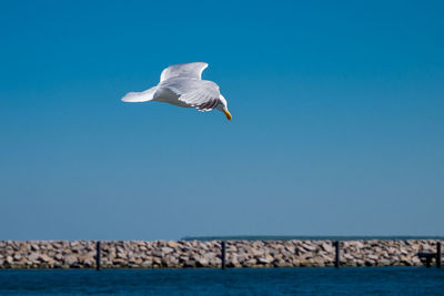 Low angle view of seagull flying over sea against sky