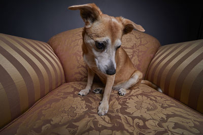 Portrait of dog relaxing on bed at home