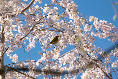 Low angle view of cherry blossoms against sky