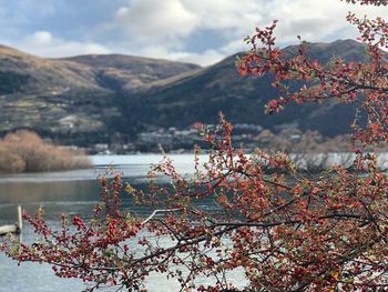 Cherry tree by lake against sky