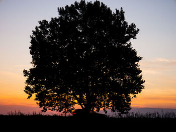 Silhouette tree on field against sky during sunset