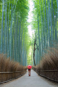 Man walking on footpath in forest