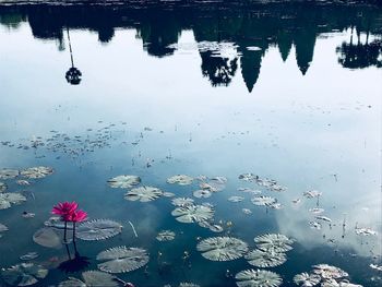 Scenic view of water lily in lake