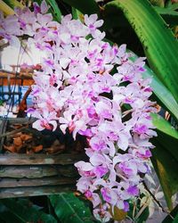 Close-up of flowers blooming outdoors