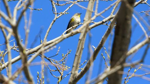 Low angle view of mourning dove perching on tree against sky