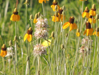 Close-up of yellow flowering plants on field