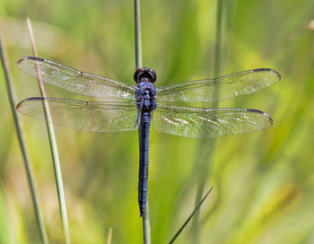 Close-up of dragonfly on plant