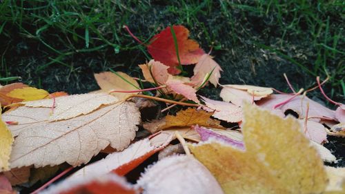 Close-up of leaves on ground