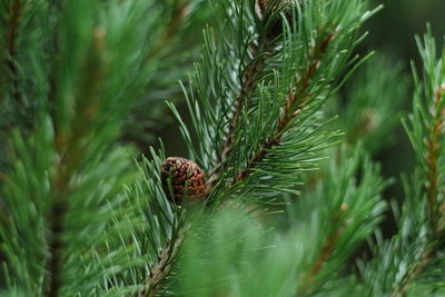 Close-up of caterpillar on plant