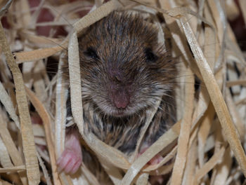 Close-up of an animal