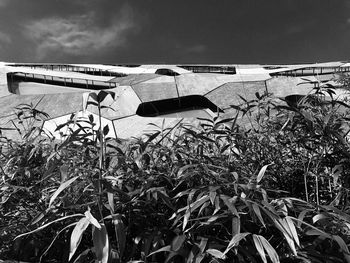 Low angle view of plants against sky