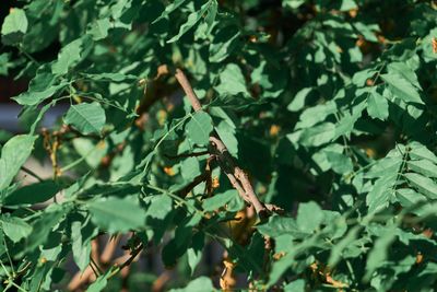 Close-up of insect on plant