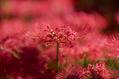 Close-up of red flowering plant