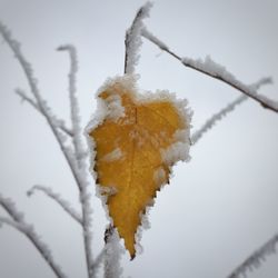 Close-up of frozen tree against sky during winter