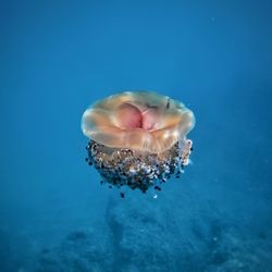 A jellyfish swims lightly in the sea