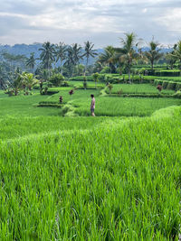 Scenic view of agricultural field against sky