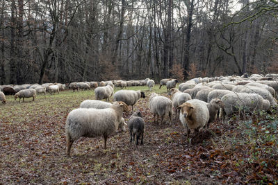 Flock of sheep grazing in field