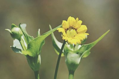 Close-up of yellow flower