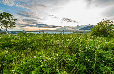 Plants growing on field against sky