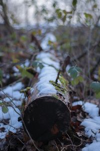 Close-up of log on field