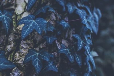 Close-up of leaves against blurred background