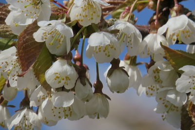 Close-up of white cherry blossom