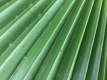 Full frame shot of palm leaves