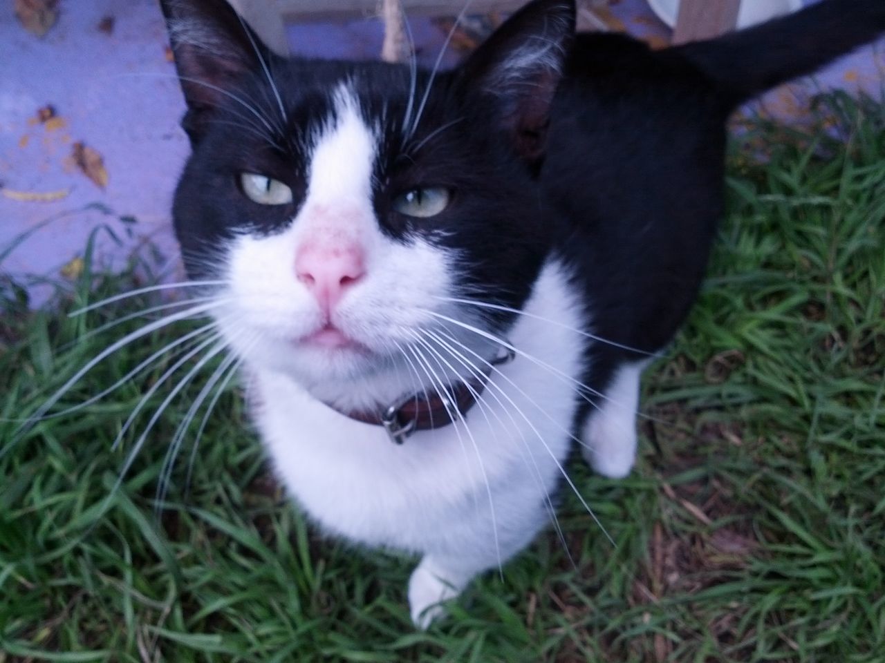 pets, domestic animals, domestic cat, animal themes, one animal, cat, mammal, feline, grass, whisker, looking at camera, portrait, field, close-up, grassy, high angle view, no people, nature, focus on foreground, day