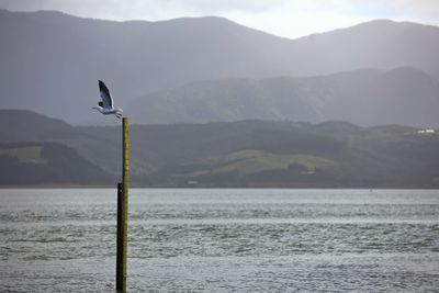 Bird perching on lake against mountains