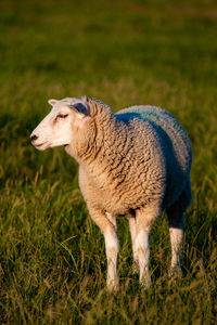 Side view of sheep on field