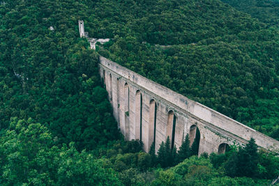 View of bridge in forest