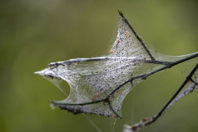 Close-up of leaf 