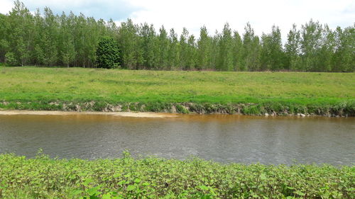 Scenic view of green landscape by river against sky