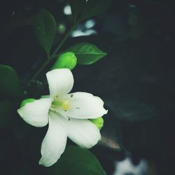 Close-up of white flowers