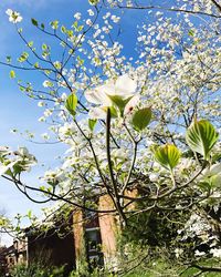 Low angle view of white flowers on tree