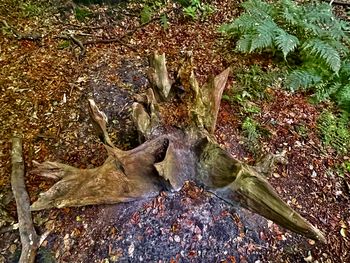 High angle view of dry leaves on field in forest