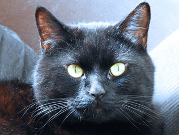 Close-up portrait of a cat