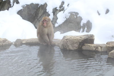 Monkeys sitting on rock